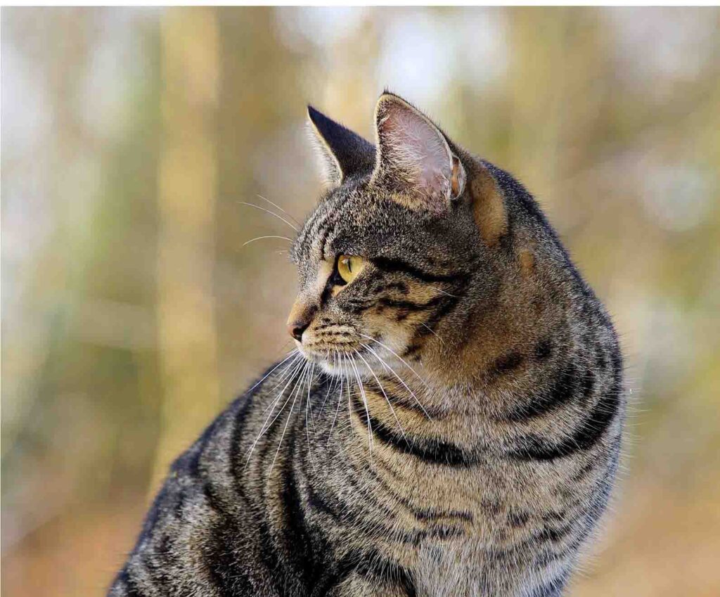 chat yeux jaunes